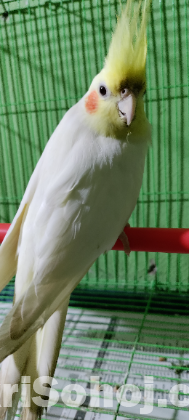 New adults Lutino red eye cockatiel